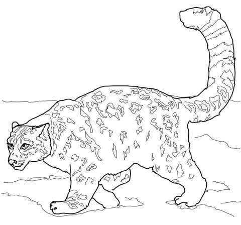 Crouching Snow Leopard Coloring Page